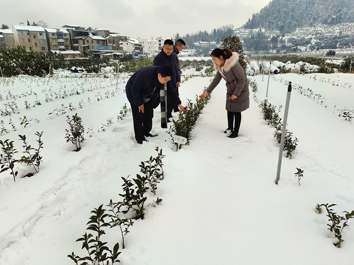 迎战低温雨雪，保障茶叶安全——国家茶叶产业技术体系利来综合试验站在行动