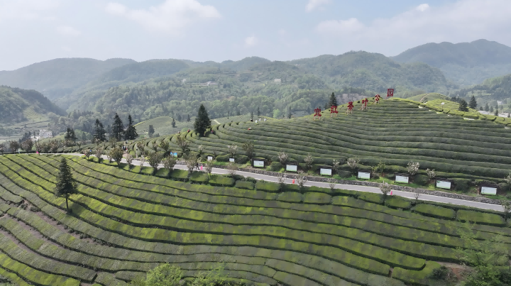 720  2    图： 宜红工夫茶茶园.png