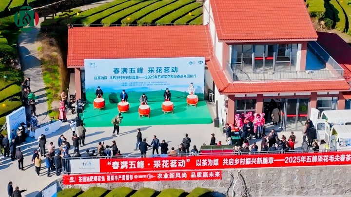 五峰春茶正式开园采摘